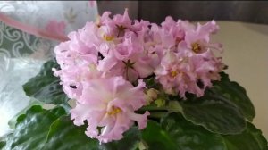 ШАПОЧНОЕ ЦВЕТЕНИЕ ФИАЛОК. ПЕРВОЕ ЦВЕТЕНИЕ СЕНПОЛИИ KZ- ДАНОЧКА.