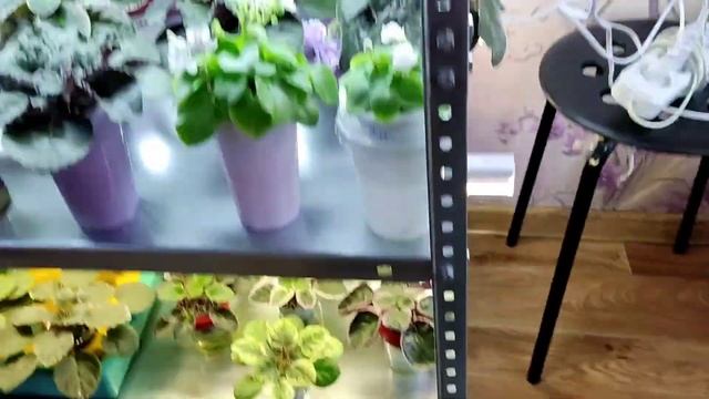 Размножение фиалок с листика. Как вырастить здоровых, крепких деток! смотреть онлайн