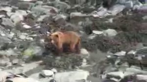 Аляска дикой природы Alaska Wildlife