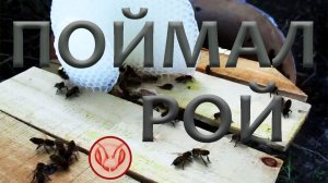 Первый рой 28 июня в безрамочной ловушке. Как развешивал ловушки на пчёл летом 2022