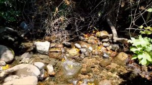 Заповедник Тель Дан. Израиль # Tel Dan Nature Reserve. Israel