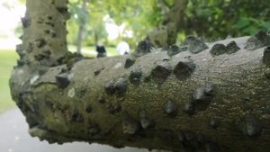 Как выглядит в природе дерево Zanthoxylum - сычуаньский перец.Tree of Sichuan pepper, Zanthoxylum.