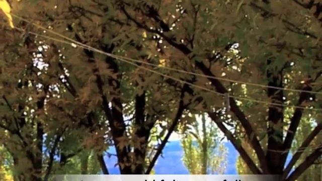 Fraxinus pennsylvanica Summit Green Ash tree смотреть онлайн