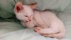 Наш КОТЕНОК новый питомец #cute