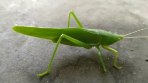 Green Grasshopper.