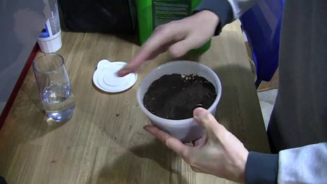 How to Grow Cat Grass from Wheat and Oat Feed – Easy and Cheap - Time lapse смотреть онлайн