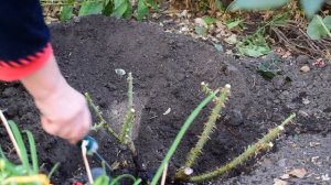 Пересадка взрослой розы  Метод посадки  "в грязь".