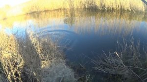 Fishing           май 2018  -  с  Каратаево  каналы  Ростовская область