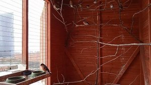 Уличный вольер. Птицы которых оставил в зиму.