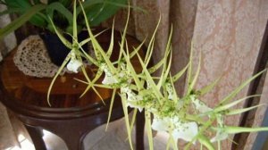 Брассия бородавчатая (Brassia verrucosa)