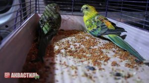 Певчий попугай