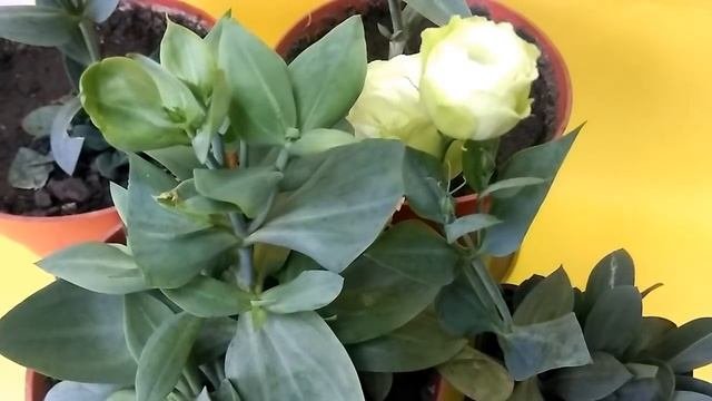 Выращивание ЭУСТОМЫ - ЛИЗИАНТУСА от А до Я