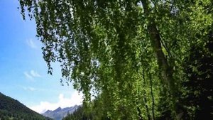 Шум ветра, шелест листьев, пение птиц