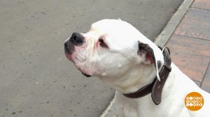 Собака бывает кусачей... Доброе утро. Фрагмент выпуска от 19.05.2023