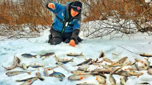 В РУЧЬЕ ПО КОЛЕНО РЫБЫ КУЧА! А ВСЕ ХОДЯТ МИМО! Рыбалка на таежной речке с ПЕНАПТИКСОМ)