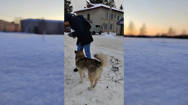 Собачки /милые/красивые