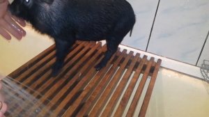 Целый день мини пига дома в жизни! Мини пигу 2 месяца! Моем, чешем, убрать перхоть с кожи мини пига