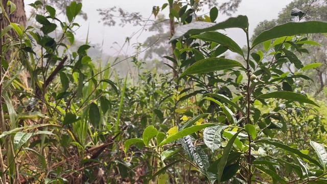 Хранитель тропы к водопаду. Шри-Ланка. г. Элла (день 3 ) смотреть онлайн