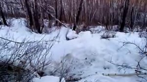 медведь в берлоге зимой.