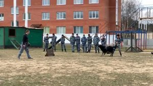 Восточноевропейская овчарка, Кинологический центр МВД. ЗКС.