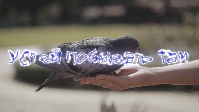 Ближайшая ярмарка голубей в г.Узловая