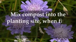 How to Grow Scabiosa Pincushion Flower at Home