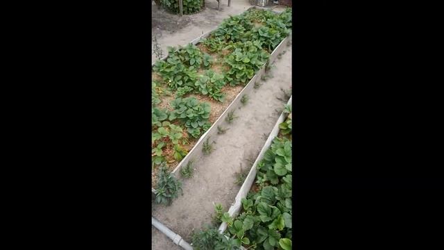 Самая лучшая мульча для виктории. Мульчирование садовой земляники  (виктории) хвойным опадом