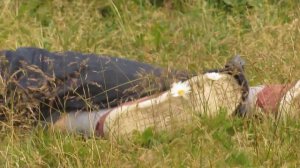 ПЬЯНЫЙ ЧЕЛОВЕК ПЕРДИТ И СПИТ НА ТРАВЕ.