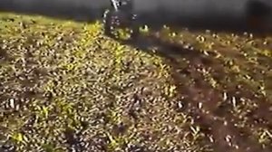 Культивация в междурядье кукурузы