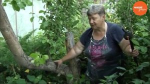 Как омолодить старые яблони