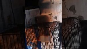 Патрик (крыса)и Лева(кот)