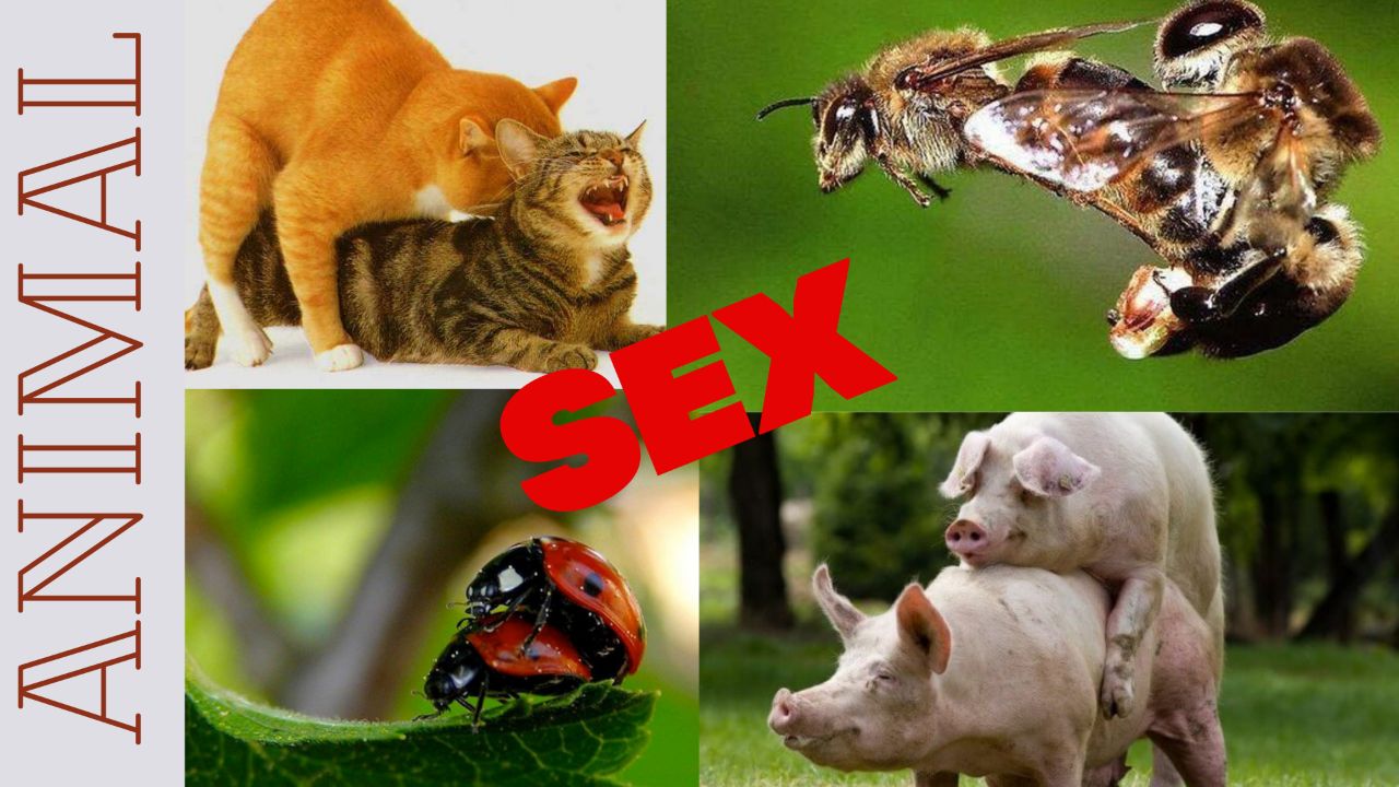 How long does sex last for different animals Сколько длится секс у животных