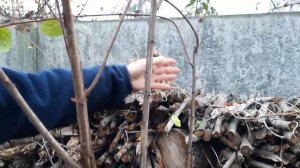Уход за фруктовыми деревьями после прививки осенью