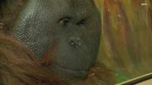 Бату и Ростислав Шило