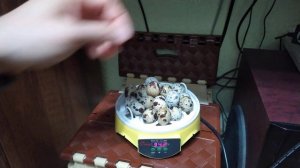 эксперимент, сколько цыплят вылупится из яиц купленных в магазине?