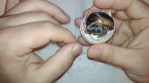 Спасение слабого цыпленка