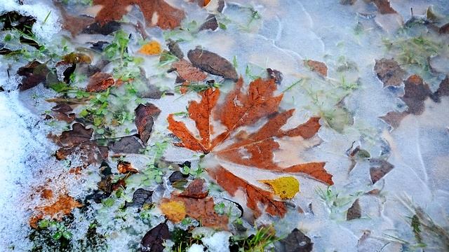 Фотографии зимнего леса! Это стоит увидеть! смотреть онлайн