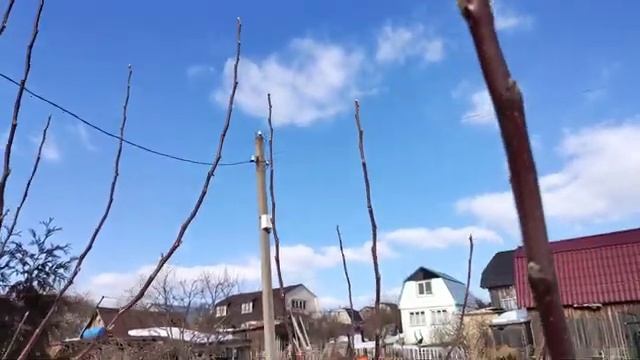 Обрезка и формирование яблони в марте.