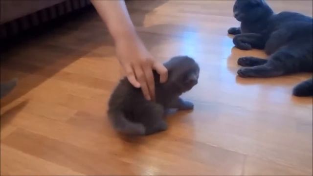 Британские и шотландские котята учатся ходить