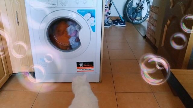 кот стирает вещи смотреть онлайн