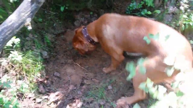 Бордосику жарко смотреть онлайн