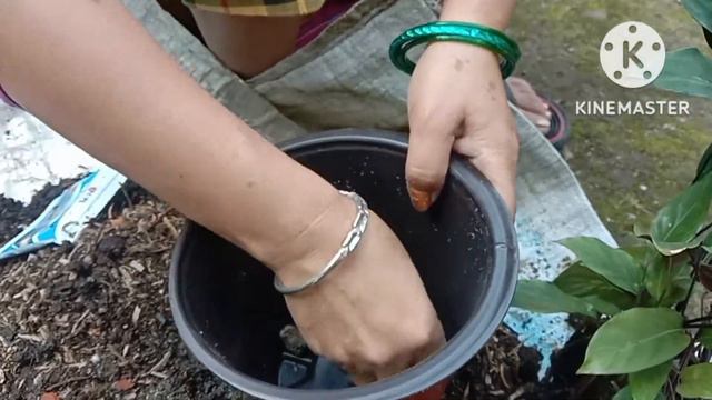 Calathea Louisae plantLouisae potingsoil mixviralvideo gardening gardening lovelyflowers