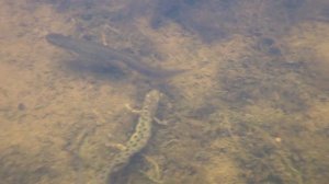 Из жизни тритонов. Кладбище тупых подкатов.