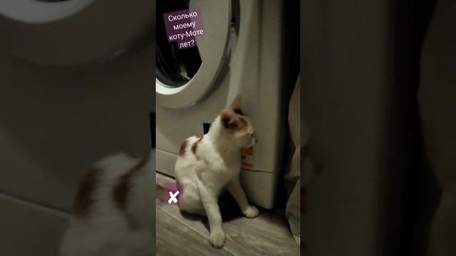 сколько моему коту-Моте лет 😺❤