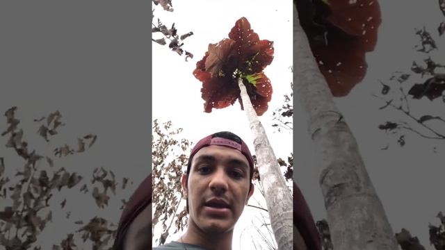 Coccoloba gigantifolia смотреть онлайн