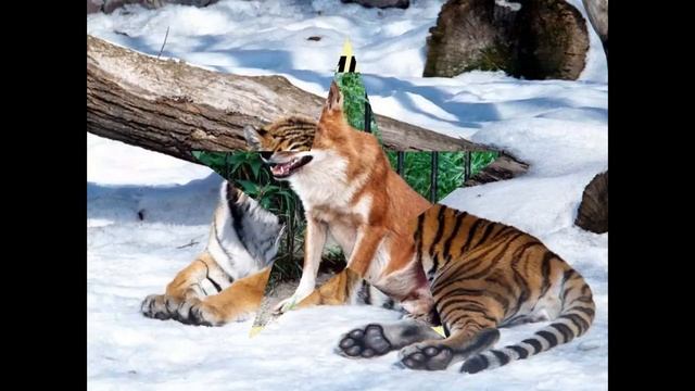 Животные красной книги смотреть онлайн