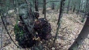 Сувель!!! (нарост на березе)