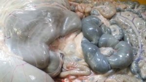 Кишки Барана,Слабонервным и детям не смотреть 18+