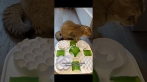 Пушистый влог🐈Тиффани оседлала пылесос😳