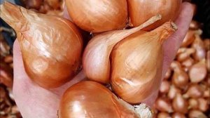 Пополнение коллекции крупноплодных шалотов: Белая королева, Кубанская Квочка, Старообрядческий!